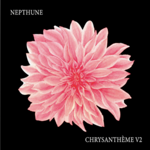 Chrysanthème V2