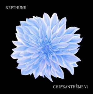 Chrysanthème V1